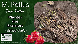 Planter des fraisiers