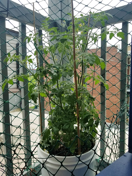 Plant de tomates à port semi-déterminé