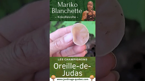 L'Oreille-de-Judas - Identification et cueillette au Québec