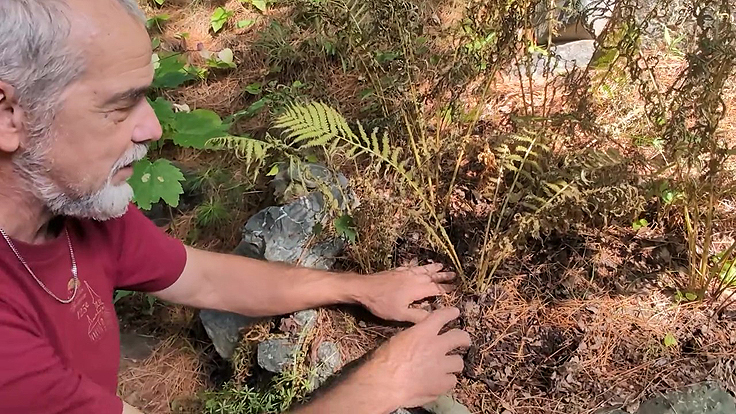 Malgré l'arrosage en surface le sol reste sec au niveu des racines