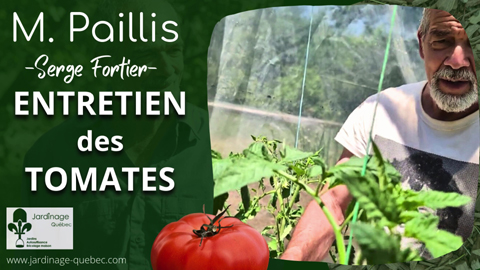 Comment attacher les tomates et gérer les gourmands pour plus de récoltes