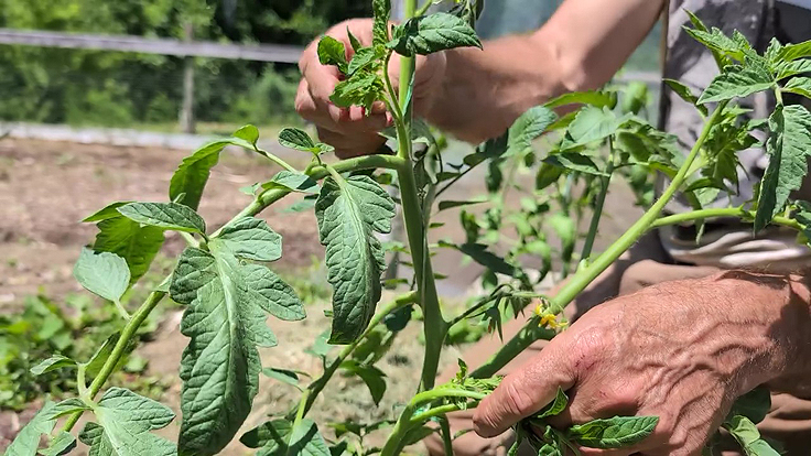 Contrôle des drageons de tomates