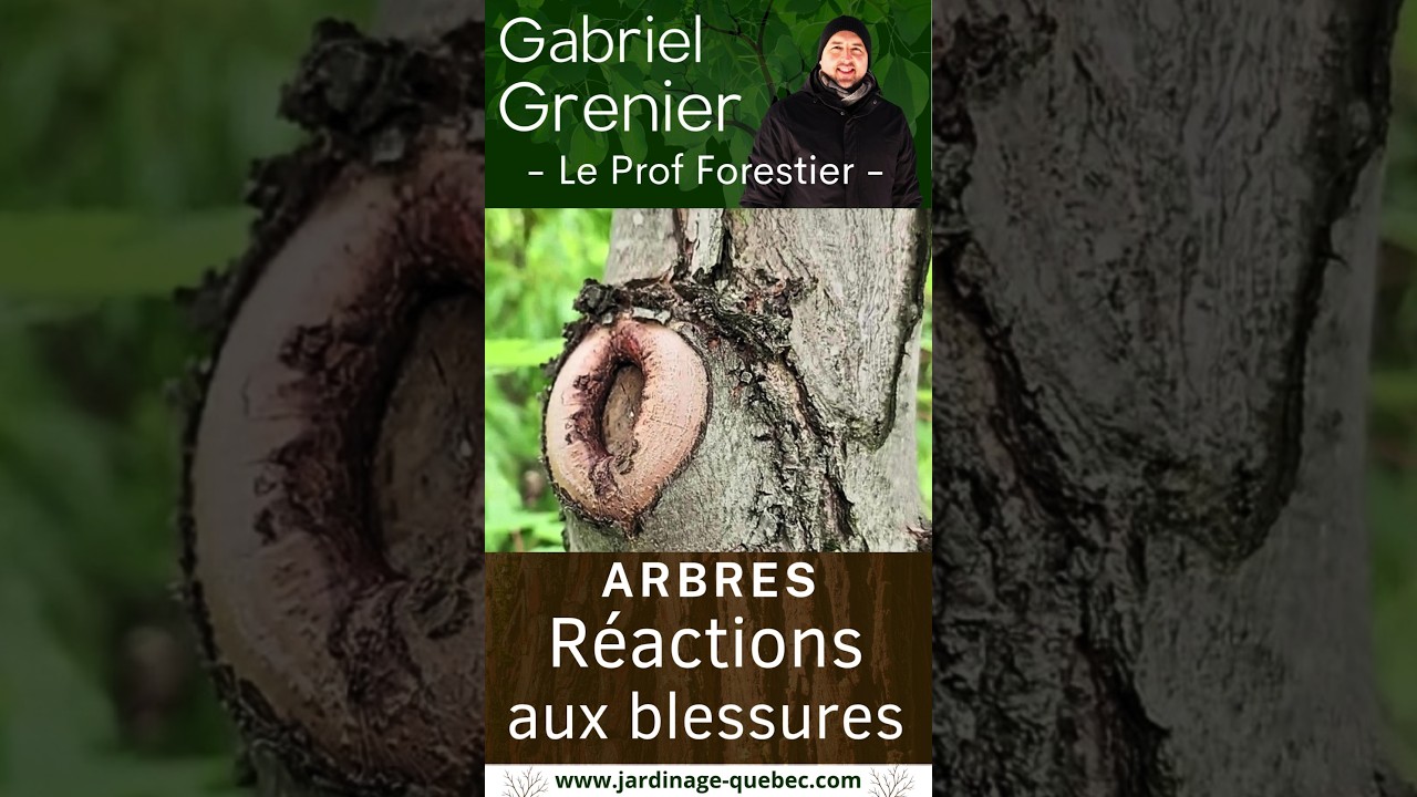 BLESSURE D’UN ARBRE : COMMENT IL RÉAGIT ET SE PROTÈGE