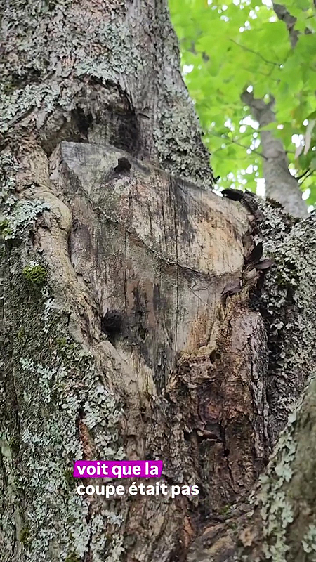 Branche mal coupée et branche qui aide à la cicatrisation