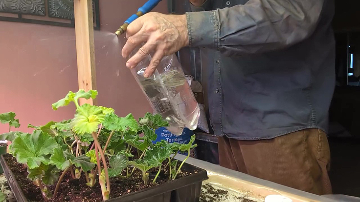 Arrosage des boutures de géraniums dans les plateaux de culture