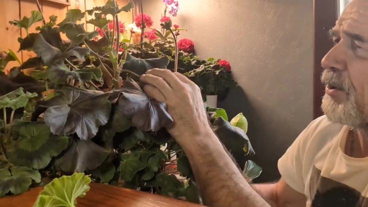 Sélection des tiges de géranium à bouturer