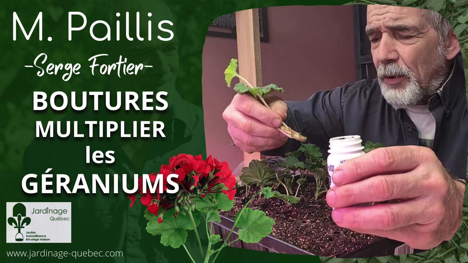 Bouturage des géraniums : Guide complet pour réussir vos boutures