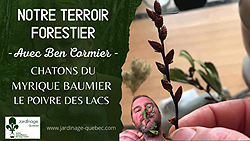 Myrique baumier - Démystification des chatons mâles ingrédient du poivre des lacs