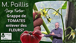 Tomates - Trop de fleurs sur la même grappe de tomates?