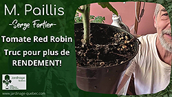 Tomates Red Robin - Renchausser sans rempoter pour plus de rendement