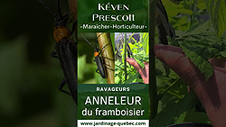 Anneleur du framboisier - Comment reconnaître ce ravageur