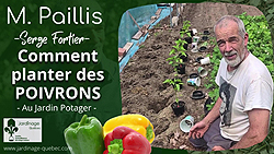 Poivrons - Comment planter des piments au potager