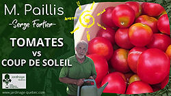 Comment prévenir les coups de soleil sur les tomates lors des grandes chaleurs