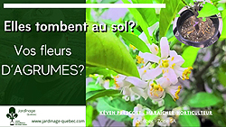 Agrumes - Pourquoi ils perdent leurs fleurs?