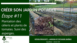 Jardin Potager - Planter des tomates et des céleris