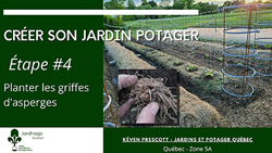 Jardin Potager - Planter des griffes d'asperges