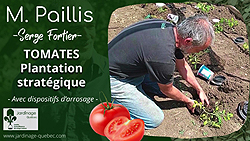 Plantation des tomates