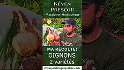 Oignons - Quand récolter et comment conserver