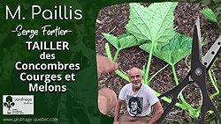 Cucurbitacées - La taille de fructification