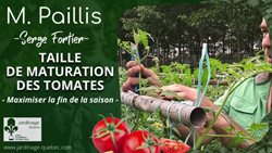 Maturation des tomates