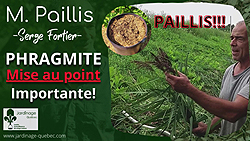 Phragmite - Mise au point sur son utilisation intelligente comme paillis
