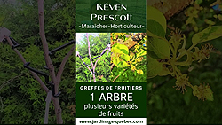 Greffer plusieurs variétés de pommes sur un même arbre