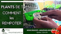 Rempoter des plants de tomates - Méthode de rempotage