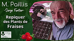 Repiquer des plants de fraises