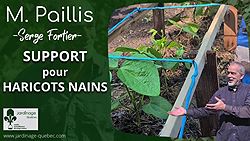 Support ou tuteur pour haricots nains