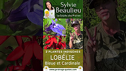 Grande lobélie bleue et lobélie cardinale - 2 plantes indigènes du Québec