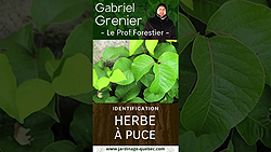 Herbe à puce - Identification pour éviter une réaction allergique