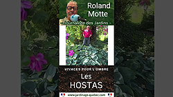 Hostas - Meilleures plantes vivaces pour les coins ombragés