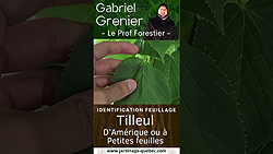 Tilleul d'Amérique et le tilleul à petites feuilles - Identification par la feuille