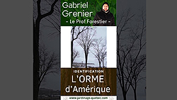 Orme d'Amérique : comment identifier le géant disparu des forêts du Québec