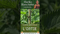 Ortie : Bienfaits, vertus et usages de cette plante médicinale