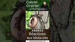 Blessure d’un arbre - Cicatrisation et compartimentage
