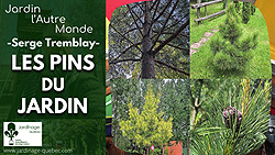 Pins au Québec - Espèces et variétés pour le jardin