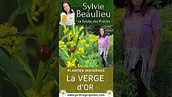 Verge d’or - Bienfaits, pollinisateurs et biodiversité