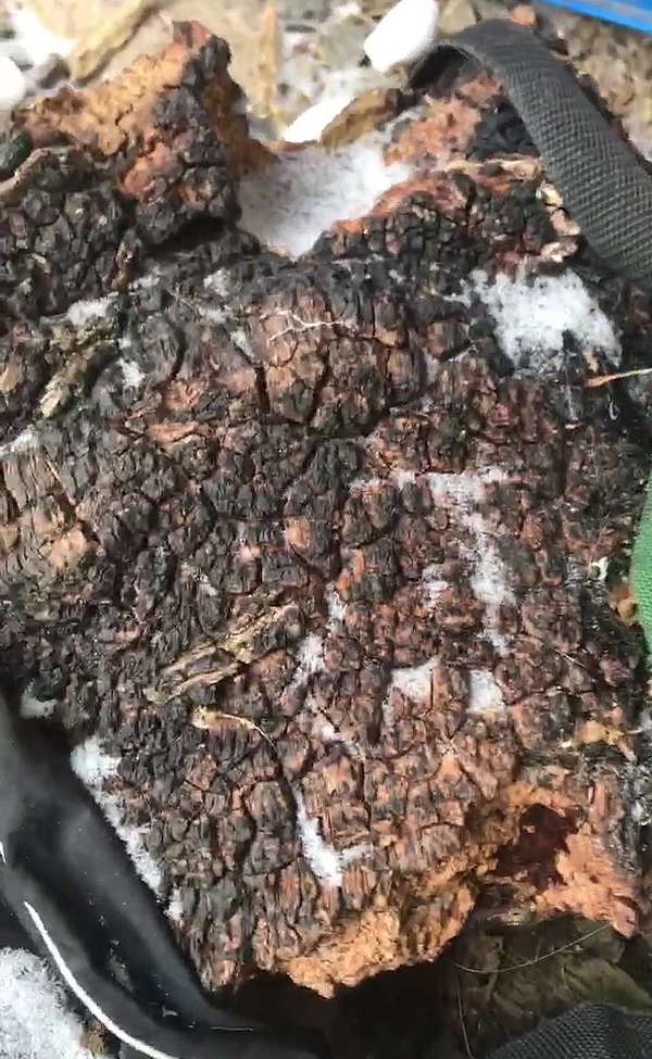Chaga