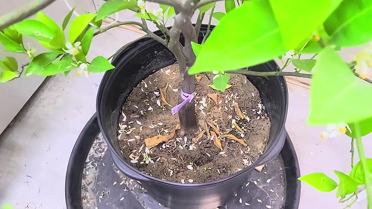 Arbre d'agrumes qui perd ses fleurs