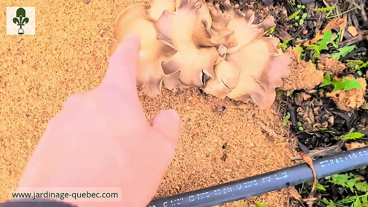Culture de champignons en bas de la clôture à haricots