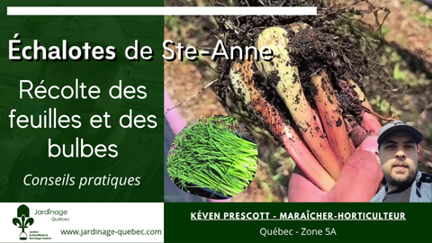 Échalotes de Sainte-Anne - Récolter les feuilles et les bulbes
