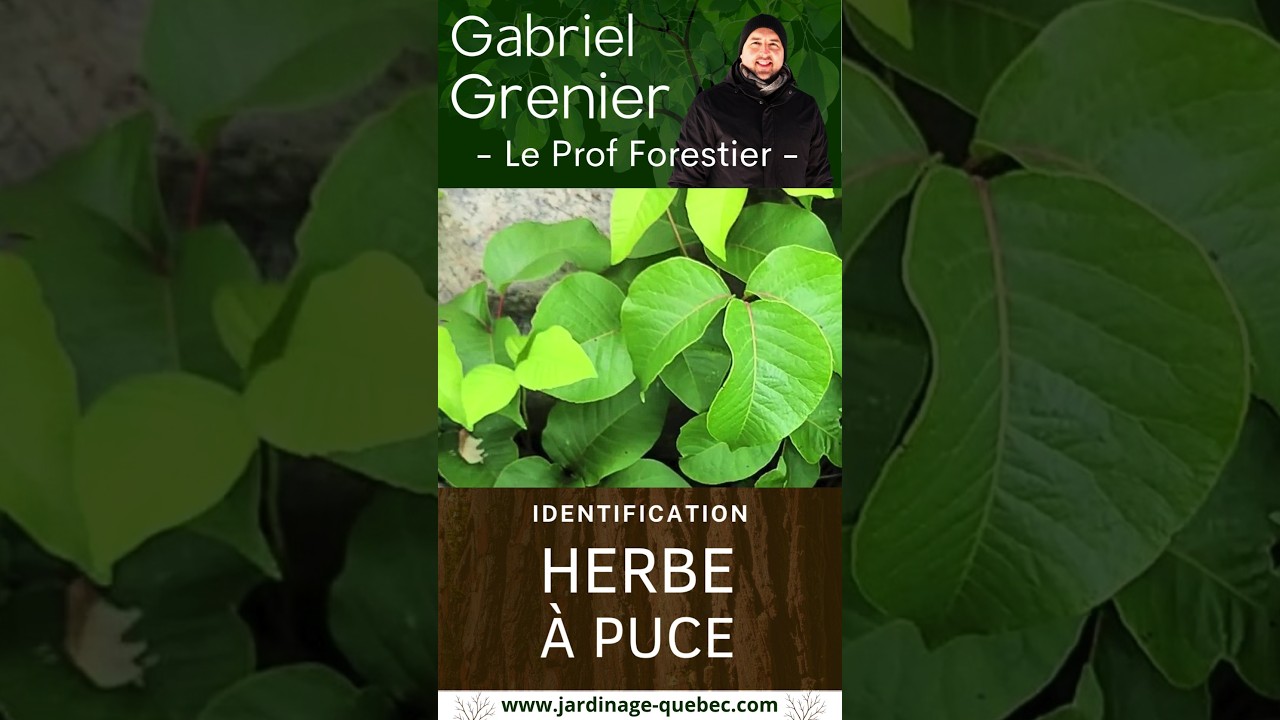 Comment identifier l'herbe à puce