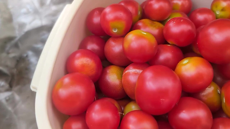 Tomates affectées par des coups de soleil