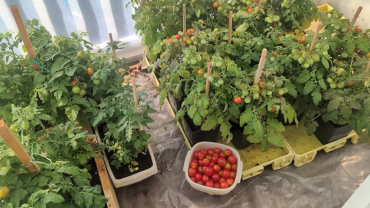 Serge cultive ses tomates Red Robins sur son balcon