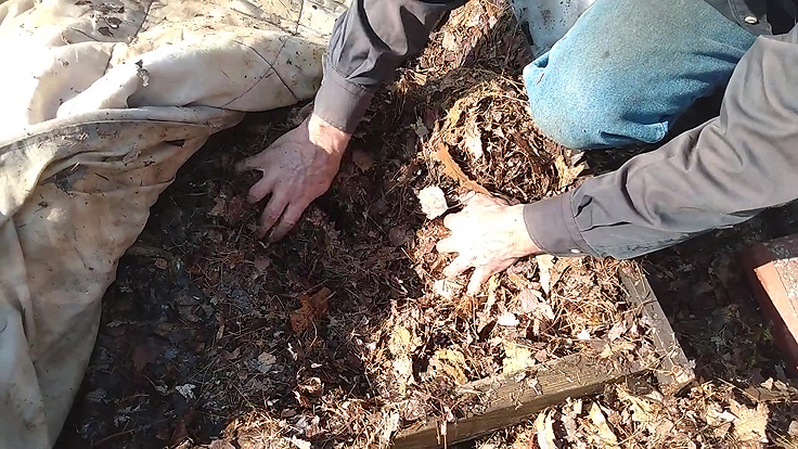Retirer le paillis de feuilles isolantes