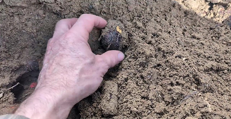 Découverte de tubercules et bulbes dans le sol sablonneux
