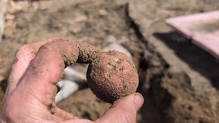 Semences de pommes de terre ayant passé un hiver sous la terre