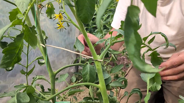 Des drageons de tomates bien soutenus