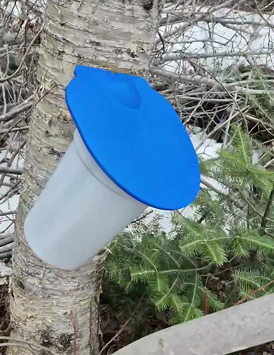 Chaudière pour recueillir l'eau de bouleau